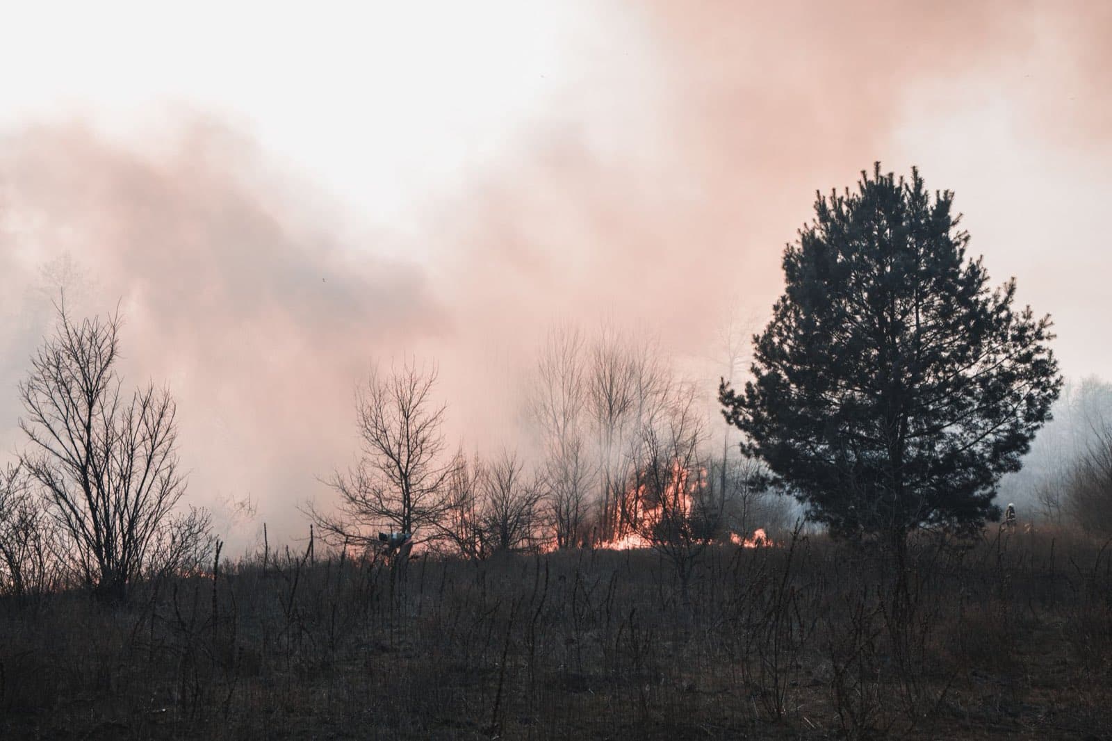 Smoke rising through scrubland trees at a wildfire's edge, flames low in the brush
